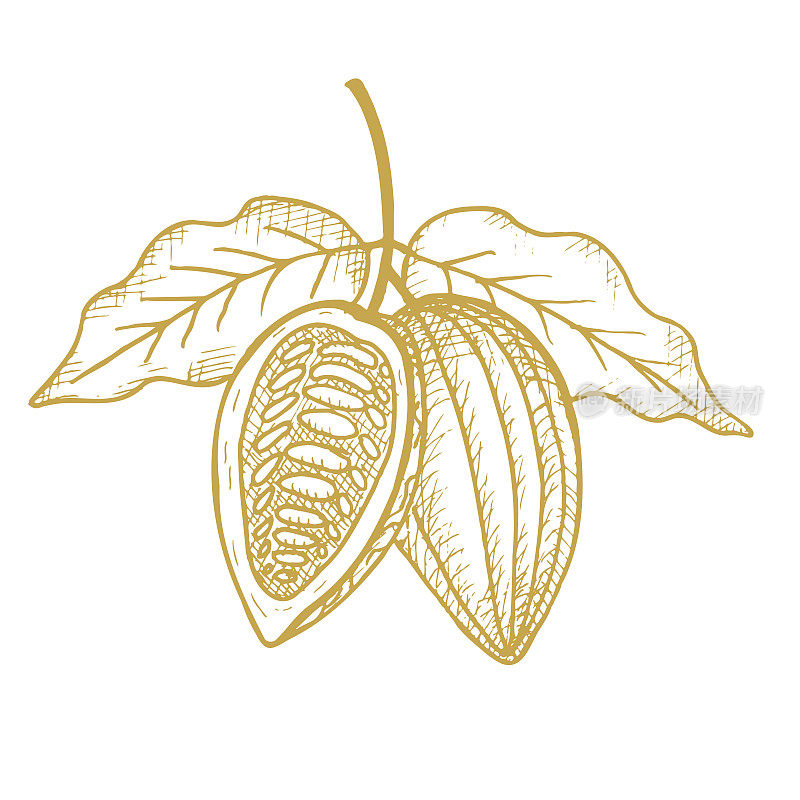 Cocoa. Hand drawn sketch cocoa beans, leaves sketch and Cocoa tree. Organic product. Doodle sketch for café, shop, menu. Plant parts. For label, logo, emblem, symbol. Vector